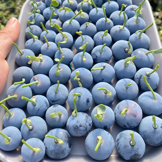 Strawberry seeds, blueberry seeds, blueberry saplings, raspberry seeds, seedlings, potted blue plum trees, fruit trees, all varieties of blueberries mixed 100 capsules
