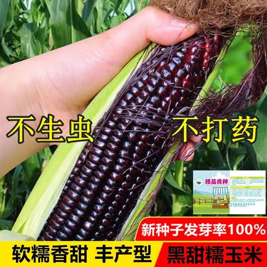 Planted all year round. Authentic black sweet waxy corn seeds. Planted black corn seeds all year round. Black sweet waxy corn seeds. Black sweet waxy corn seeds. Only new seeds sold. 5 packs, about 250 grains.