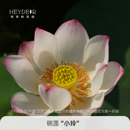 Micro-Bowl Lotus Plants Hydroponic Plants Lotus Small Lotus Seedlings Roots and Stems Lotus Snails Garden Flowers Potted Nude Lotus Xiaoling [Mini] 8-15CM