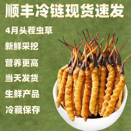 鹿章堂2025新鲜冬虫夏草头茬虫草顺丰冷链产地直发精选新鲜大草 西藏鲜虫草每条0.8克50条装