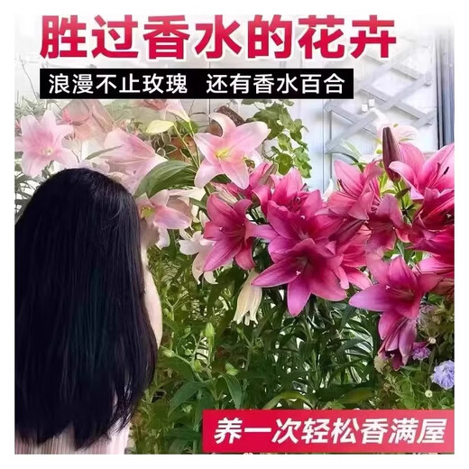 Perfume lily bulbs with buds bloom all year round, indoor and outdoor balcony multi-headed lilies are cold-resistant and easy to grow, pink, shipped with buds, 5 balls (cheaper)