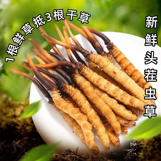 鹿章堂2025新鲜冬虫夏草头茬虫草顺丰冷链产地直发精选新鲜大草 西藏鲜虫草每条0.8克50条装