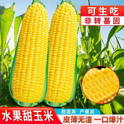 Sweet and crispy fruit corn big cob, early maturing, fragrant and super sweet corn, eaten raw in the field for all seasons, high quality fruit corn seeds, trial planting 5 seeds