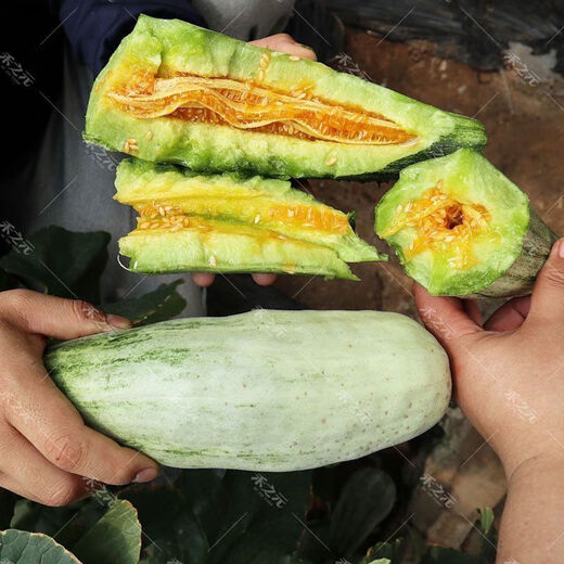 1,700+ people placed orders within a week. Original croissant honey melon seeds, sweet and crispy thin-skinned cantaloupe croissant for all seasons. Croissant honey seeds-super sweet and thin-skinned. ky588* crispy flesh-easy to grow. About 200 pcs.