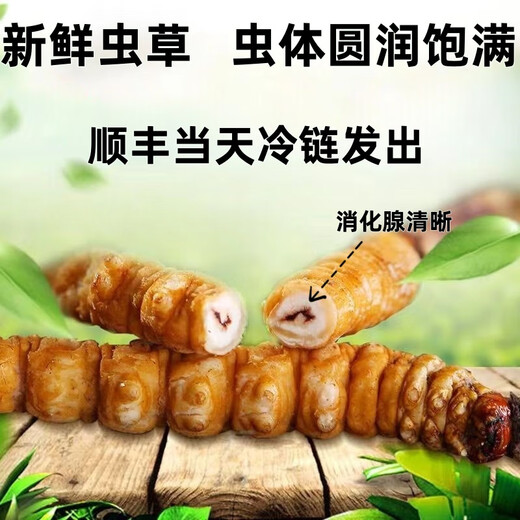 2025 Fresh Cordyceps Head Period Authentic Fresh Cordyceps Selection of Fresh Grass Big Grass SF Express Cold Chain Production Directly Haired. Tibet Nagqu Fresh Cordyceps 0.8 grams each pack of 20 pieces