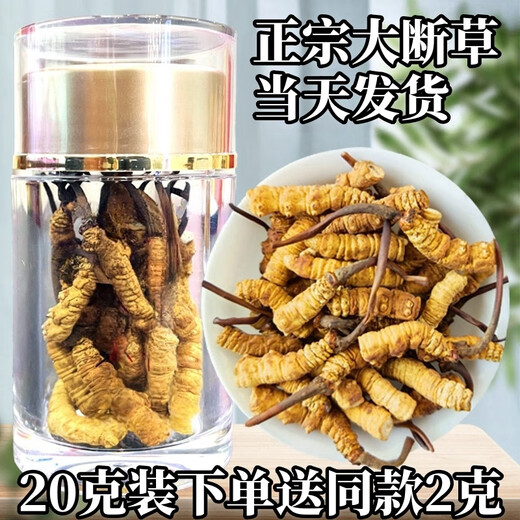 冬虫夏草断草正宗藏区头茬虫草家庭装自食首选10克送1克多买多送 藏区精品大断草买10克送1克