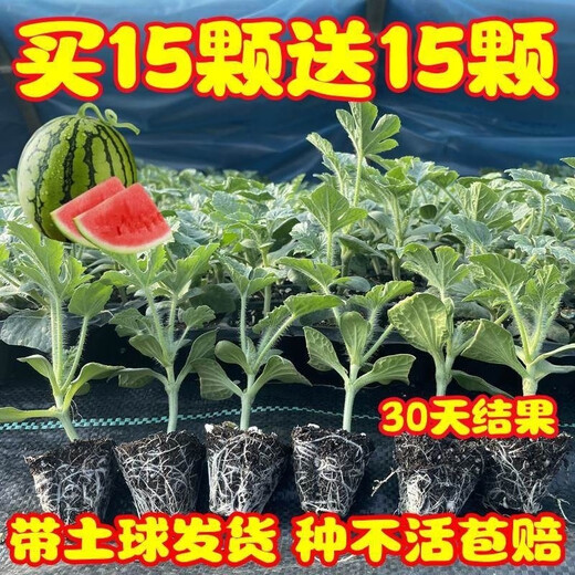 Watermelon seedlings grafted 8424 Extra Sweet Kirin Super Sweet Seedless Midu Watermelon Seedlings Potted Planting Watermelon Seedlings Sweet King Buy 4+2 (Real Harvest 6) + Fertilizer