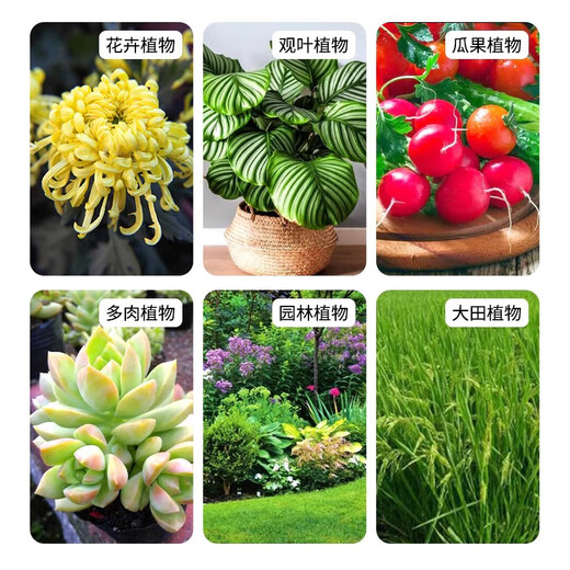 Guoguangshenghe 20% naphthalene acetic acid succulent rose seedlings, fruit tree cuttings, transplanting rooting powder, plant growth regulator