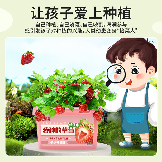 Beiyipin children planting small potted cream strawberry fruit seeds kindergarten plant observation box primary school student gift