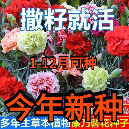 Double carnation seeds are easy to grow live flowers in potted plants for balcony indoor and outdoor for all seasons. Carnation seeds 12 colors mixed pack great value benefits 2 packs about 538 capsules garden balcony