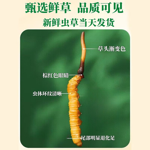 Cordyceps frais Sinensis Verrouillage sous vide Emballage frais Sf Express Chaîne froide Origine directe des cheveux directs Big Gras