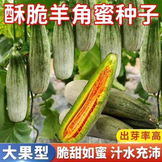 1,700+ people placed orders within a week. Original croissant honey melon seeds, sweet and crispy thin-skinned cantaloupe croissant for all seasons. Croissant honey seeds-super sweet and thin-skinned. ky588* crispy flesh-easy to grow. About 200 pcs.