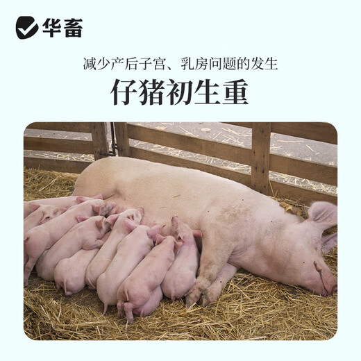 Huazhu 4% Pregnant Sow Premix, Pregnant Sow Special Feed, Trace Elements Full and Preventive, Pregnant Sow Compound Premix, 1 bag, 40Jin, equal to 0.5kg, full ton delivery, direct delivery to villages and towns
