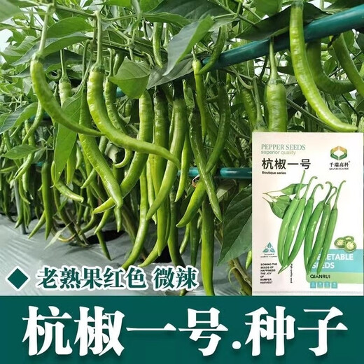 Non-spicy authentic non-spicy Hangzhou pepper No. 1 seeds fruit Hangzhou pepper pepper non-spicy vegetable seeds Qianrui original packaging 2 packs (about 200) for free