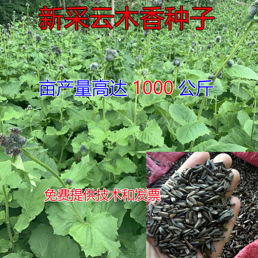 Authentic Agarwood seeds Agarwood seeds are harvested in the same year as traditional Chinese medicinal materials and are planted in agriculture. Agarwood seeds 10 Jin Jin are equal to 0.5 kilograms