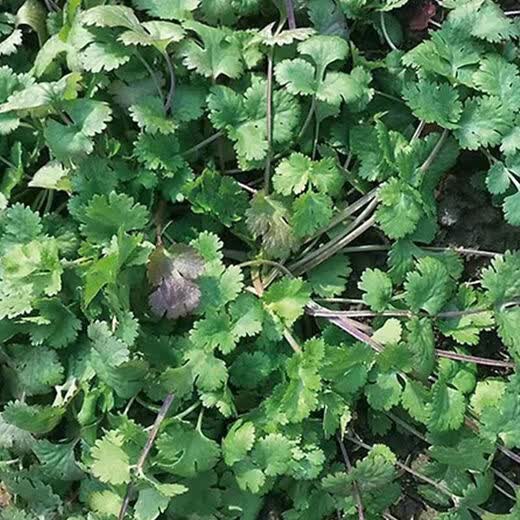 Easy to germinate large-leaf coriander seeds coriander seeds heat-resistant four-season balcony indoor potted seeds vegetable seeds lying on the ground purple stem coriander about 500 capsules 1 pack
