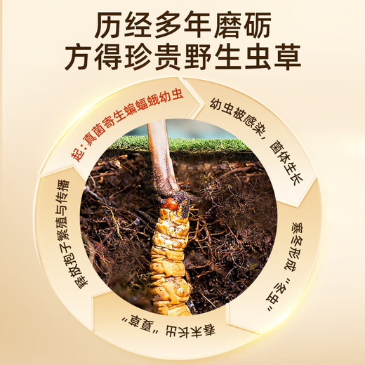 
Purple and Blue Flower Sea [Narqu, Tibet] Authentic Wild Cordyceps sinensis New Dried Cordyceps High-end Nutritional Gift Box for Parents and Elders [Narqu, Tibet] Wild Medium Broken Grass 100g
