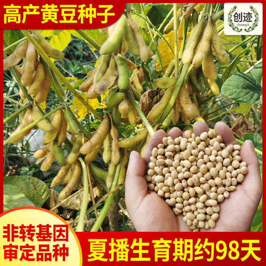 Early soybean seeds, self-sown soybean seeds, high yield, early maturing bean sprouts, 10 Jin, Jin is equal to 0.5 kg, large bean seeds, edamame, soybean seeds, original unpacking, 2 Jin, Jin is equal to 0.5 kg