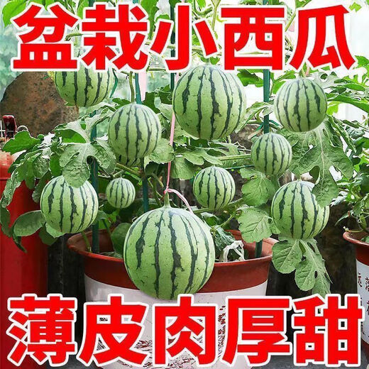 Super sweet Kirin honey pot small watermelon seeds seedless small watermelon four seasons planting balcony courtyard potted fruit seeds potted honey small watermelon seeds 3 packs