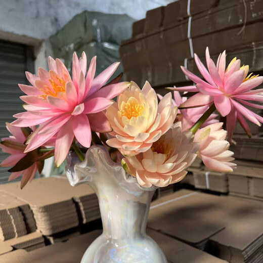 Water lily flowers with buds for office home flower arrangement champagne color water-raised fresh cut flowers fresh Yunnan Kunming straight hair champagne golden water lily 10 pieces