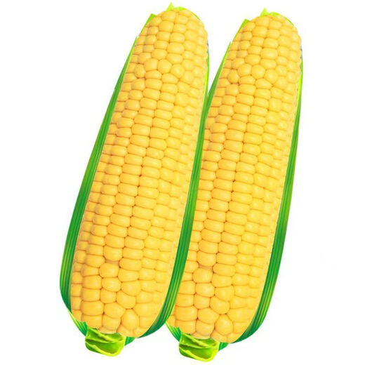 Sweet and crispy fruit corn big cob, early maturing, fragrant and super sweet corn, eaten raw in the field for all seasons, high quality fruit corn seeds, trial planting 5 seeds