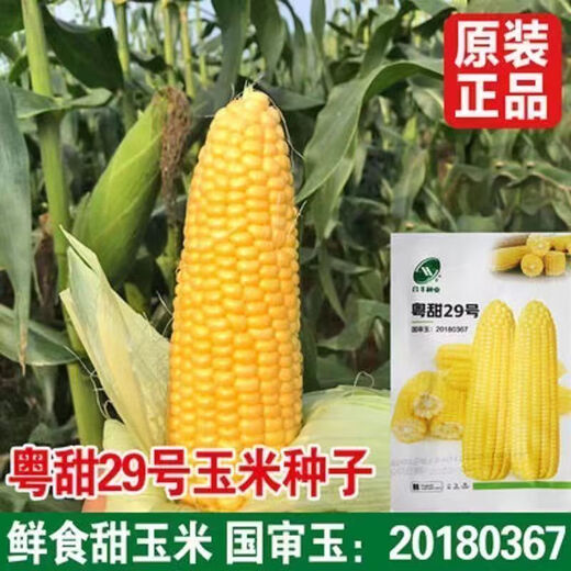 Sweet and crispy fruit corn big cob, early maturing, fragrant and super sweet corn, eaten raw in the field for all seasons, high quality fruit corn seeds, trial planting 5 seeds