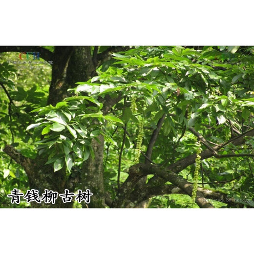 
Happy Po Zhangjiajie Qingqian Liu Tea Qingqian Liu Origin: Directly shipped gold willow 200 grams