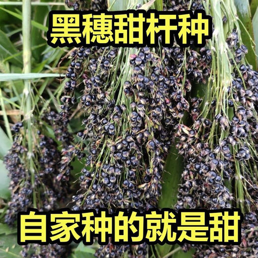 Sweet millet seeds, sorghum stalks, small sugarcane fruit seeds from the north and south, sown in spring, summer and autumn, sweet and juicy, authentic black sweet millet seeds, 402 capsules