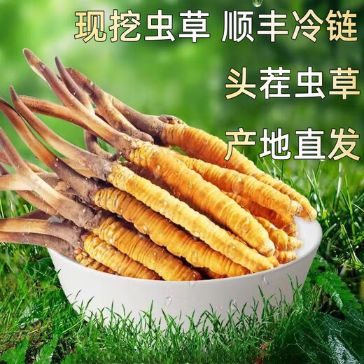 Frischer Cordyceps sinensis erste Stoppeln frisches Gras Echtes großer Größe 2025 Kopf Frischgras SF Express Kaltkette Ursprung Gerade Haar Tibet Frisch Cordyceps 0,6-0,7 Gramm pro Packung 20 Stück