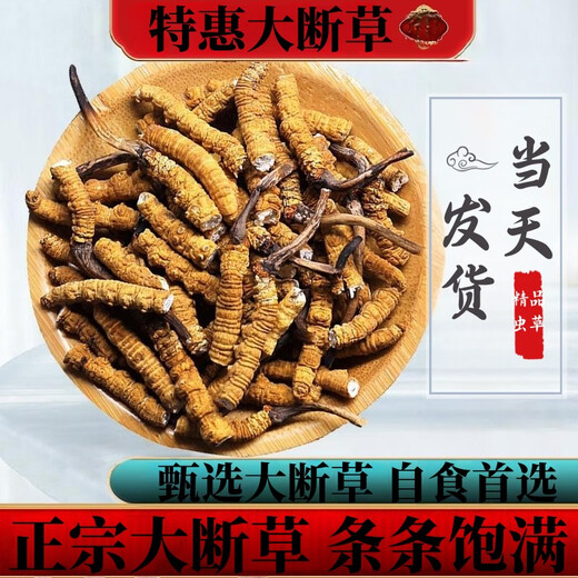冬虫夏草断草正宗藏区头茬虫草家庭装自食首选10克送1克多买多送 藏区精品大断草买10克送1克