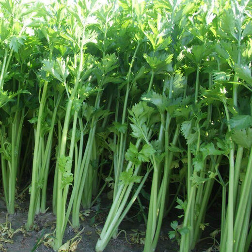 Semillas de cilantro de hoja grande fáciles de germinar, semillas de cilantro, semillas en macetas de interior para balcón resistentes al calor para las cuatro estaciones, semillas de hortalizas, nuevas semillas de perejil para las cuatro estaciones, alrededor de 1500 cápsulas, 1 paquete