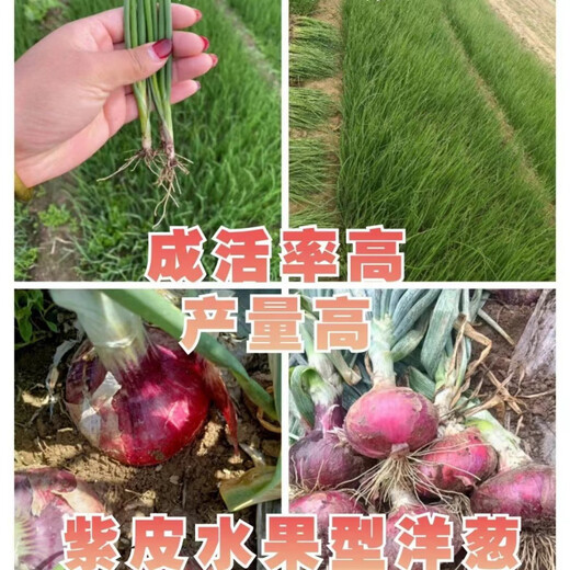 Special for planting, fruit purple-red skinned onion seedlings, direct delivery from field planting seedling base, low price, good quality (special for planting), purple-skinned onion seedlings, 100 pieces