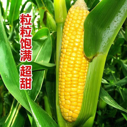 Sweet and crispy fruit corn big cob, early maturing, fragrant and super sweet corn, eaten raw in the field for all seasons, high quality fruit corn seeds, trial planting 5 seeds