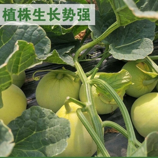 Japanese sweet treasure melon seeds extra large white seeds spring four seasons sweet treasure melon seeds 37/WC special offer 2 packs about 200 seeds