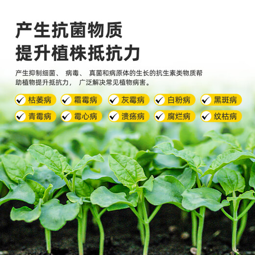 蒂花妍枯草芽孢菌杆菌农用微生物菌肥枯草杆菌菌剂菌肥菌种防病肥料