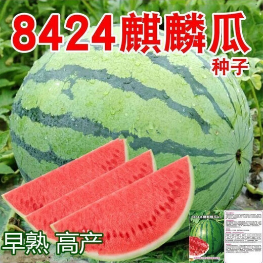 Qizhe 8424 Kirin few-seeded watermelon seeds, seedless, extra large, high-yielding, giant sweet king, southern four-season vegetable and fruit seeds, Kirin Prince watermelon selection 50 capsules/5 packs + chemical fertilizer