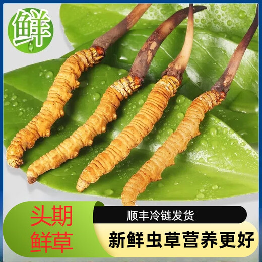 
2025 first-term fresh grass fresh cordyceps genuine fresh cordyceps natural fresh cordyceps nutritional nourishment gifts Tibetan fresh grass 0.5-0.6 grams/piece 30 pieces of 2 pieces Cordyceps SF Express delivery