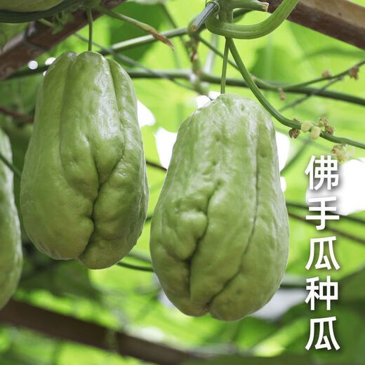 Shop Chayote Early-maturing Extra Large Chayote Vegetable Climbing High-yielding Disease-Resistant Perennial Melon Affordable Price Good Yield-80 Count-Net Seeds Chayote Seeds