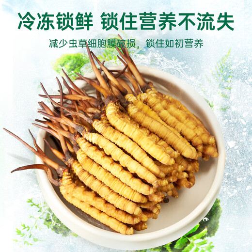
Purple and blue flowers sea [first 25 years] Fresh Cordyceps sinensis 1.2 grams/20 fresh Cordyceps sinensis straight from the source