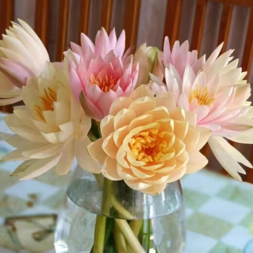 Water lily flowers with buds for office home flower arrangement champagne color water-raised fresh cut flowers fresh Yunnan Kunming straight hair champagne golden water lily 10 pieces