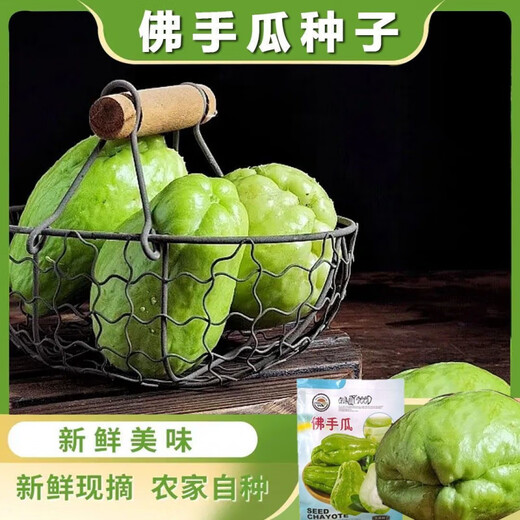 Shop Chayote Early-maturing Extra Large Chayote Vegetable Climbing High-yielding Disease-Resistant Perennial Melon Affordable Price Good Yield-80 Count-Net Seeds Chayote Seeds
