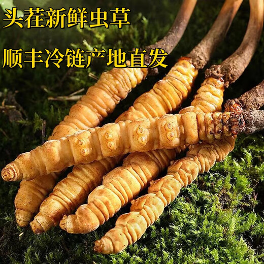 Frischer Cordyceps sinensis erste Stoppeln frisches Gras Echtes großer Größe 2025 Kopf Frischgras SF Express Kaltkette Ursprung Gerade Haar Tibet Frisch Cordyceps 0,6-0,7 Gramm pro Packung 20 Stück
