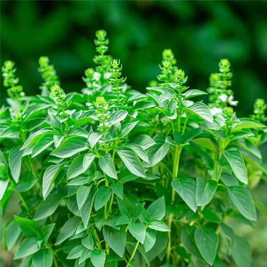 Basil seeds green stem nine-story tower planted lemon sweet basil balcony courtyard planting edible green basil seeds nine-story tower 100 capsules + fertilizer