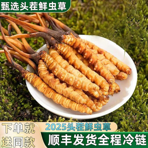 2025 Fresh Cordyceps Head Period Authentic Fresh Cordyceps Selection of Fresh Grass Big Grass SF Express Cold Chain Production Directly Haired. Tibet Nagqu Fresh Cordyceps 0.8 grams each pack of 20 pieces