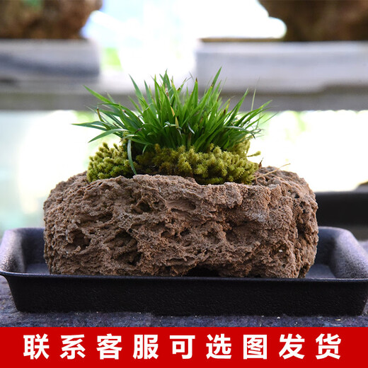 Stone flowerpot absorbent stone water stone original stone natural flowerpot with asparagus bamboo and calamus succulent plant micro landscape pot 13-17cm stone pot + small leaf red phoebe package one