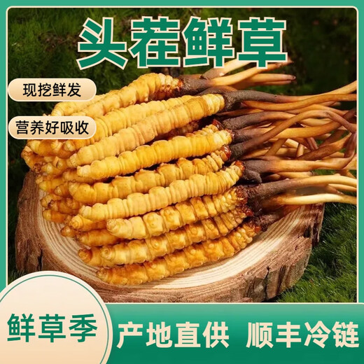 
2025 first-term fresh grass fresh cordyceps genuine fresh cordyceps natural fresh cordyceps nutritional nourishment gifts Tibetan fresh grass 0.5-0.6 grams/piece 30 pieces of 2 pieces Cordyceps SF Express delivery