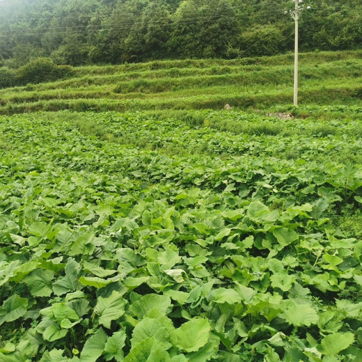 Authentic Agarwood seeds Agarwood seeds are harvested in the same year as traditional Chinese medicinal materials and are planted in agriculture. Agarwood seeds 10 Jin Jin are equal to 0.5 kilograms