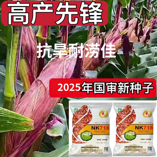 Twin autumn corn, high yield, nationally approved big stick corn seed, lodging and drought resistant seed, can be planted in Yunnan, Guizhou and Sichuan. NK718 2.9Jin Jin is equal to 0.5kg. It can be planted in one acre.