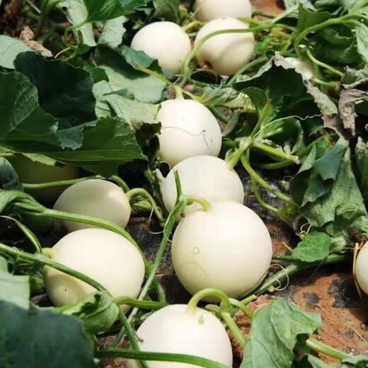 Kaili Rock Sugar Extra Large White Sand Honey Melon Seeds Cantaloupe Seeds Spring, Summer, Autumn and Winter Four Seasons Balcony Potted Vegetables White Sand Honey Seeds 100 capsules