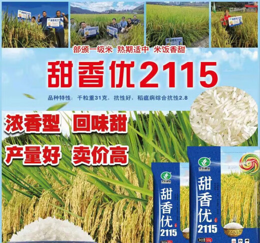 Новый вид Tianxiangyou 2115 Zhuangxiangyou 1205 гибридный высокоурожайный рис семена первоклассный рис с сильным вкусом длиннозерный ароматный рис 25-летний новый вид Xiangyouzhen оригинальный мешок x1 Всего 1